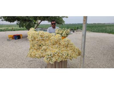 مرغوب ترین گلهای نرگس-فروش عمده و جزئی و کیلویی گل نرگس  در سراسر کشور